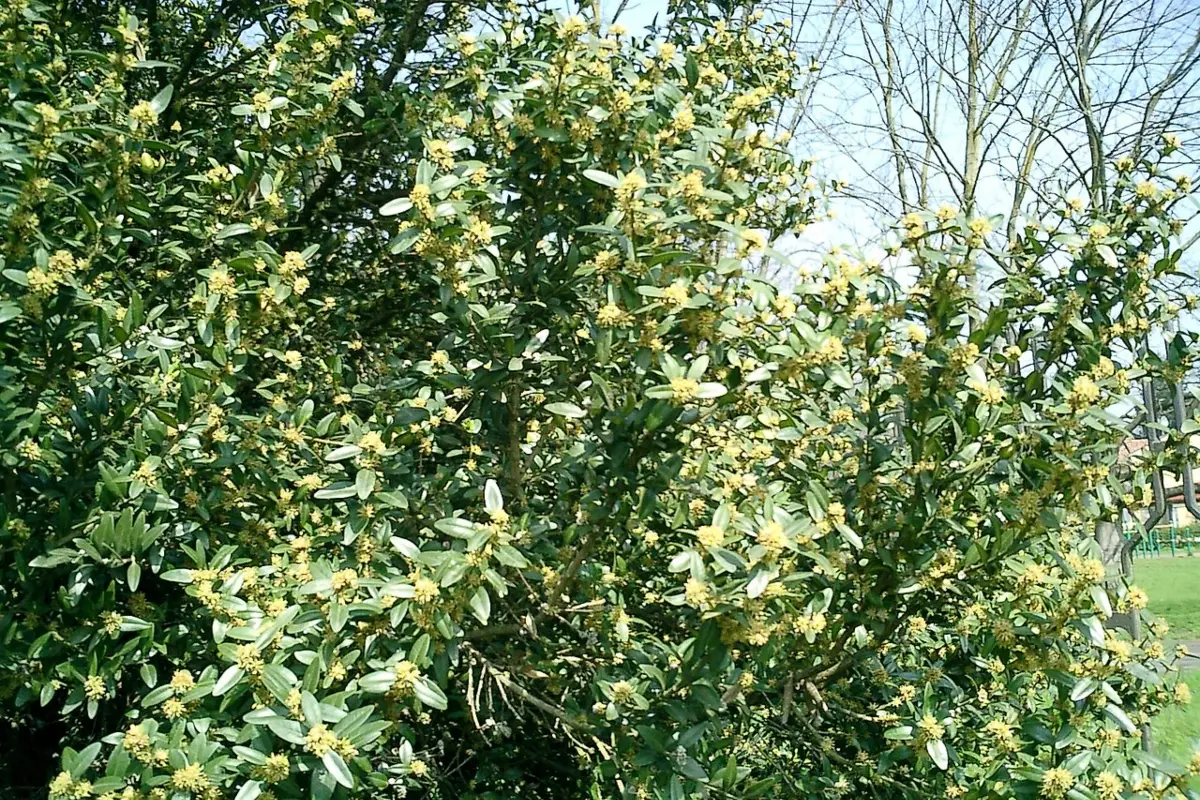 Bosso sempreverde (Buxus sempervirens)