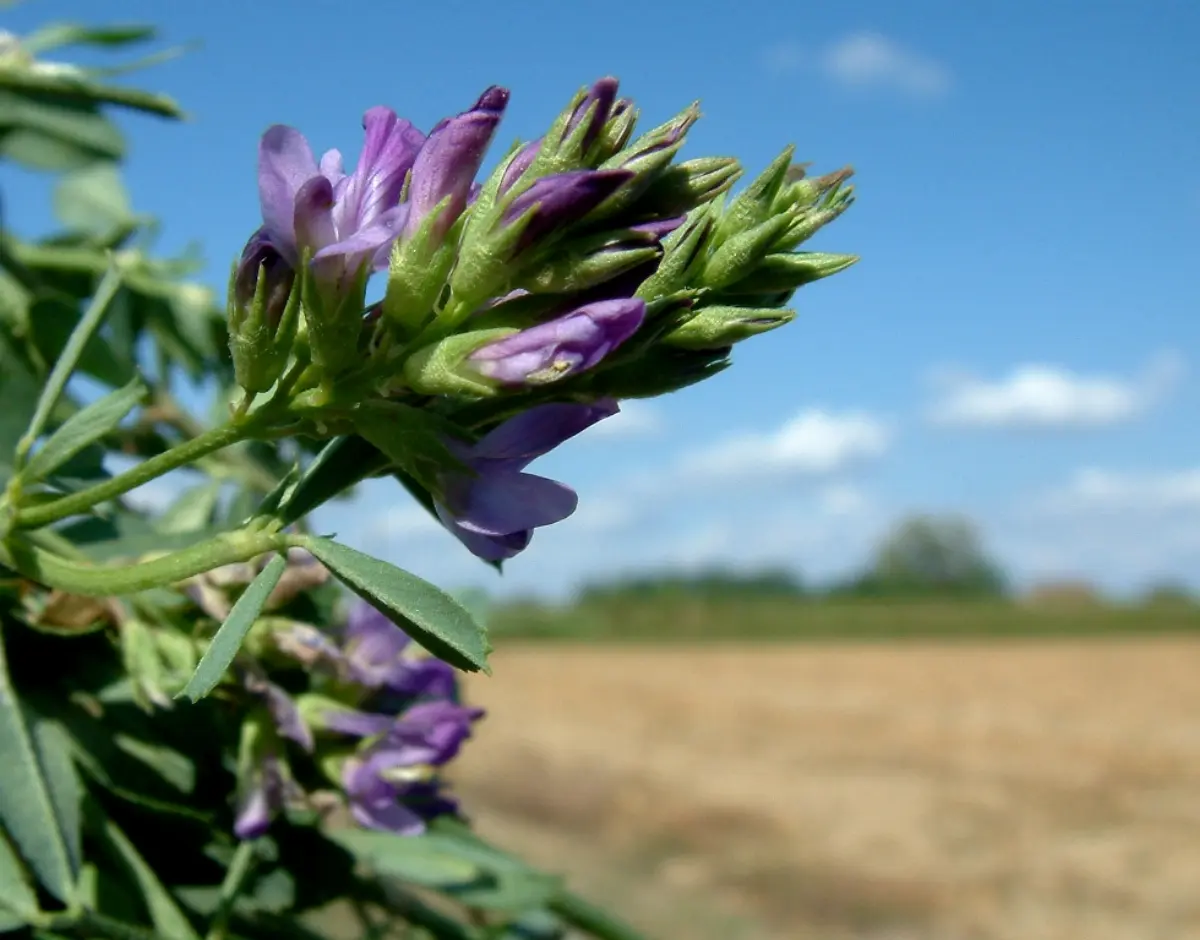 erba medica