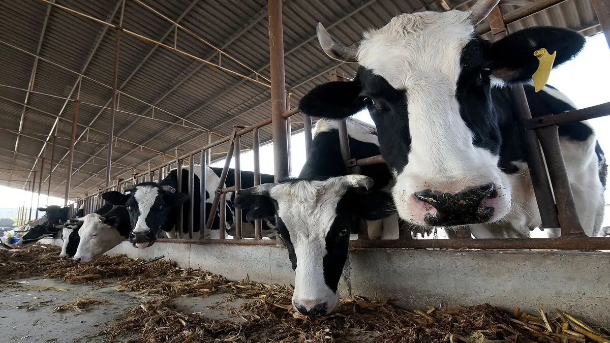 In Cina sono state clonate tre super mucche da latte