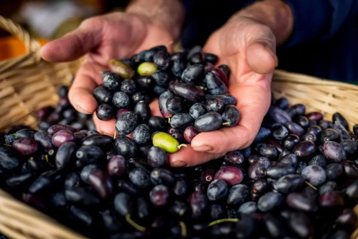 Olive Cartoceto Dop