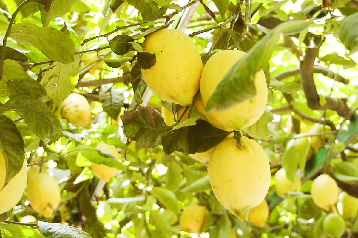 Limoni di Amalfi