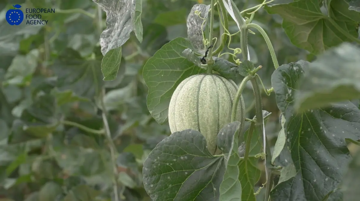 Coltivazioni nelle serre Bayer Crop Science