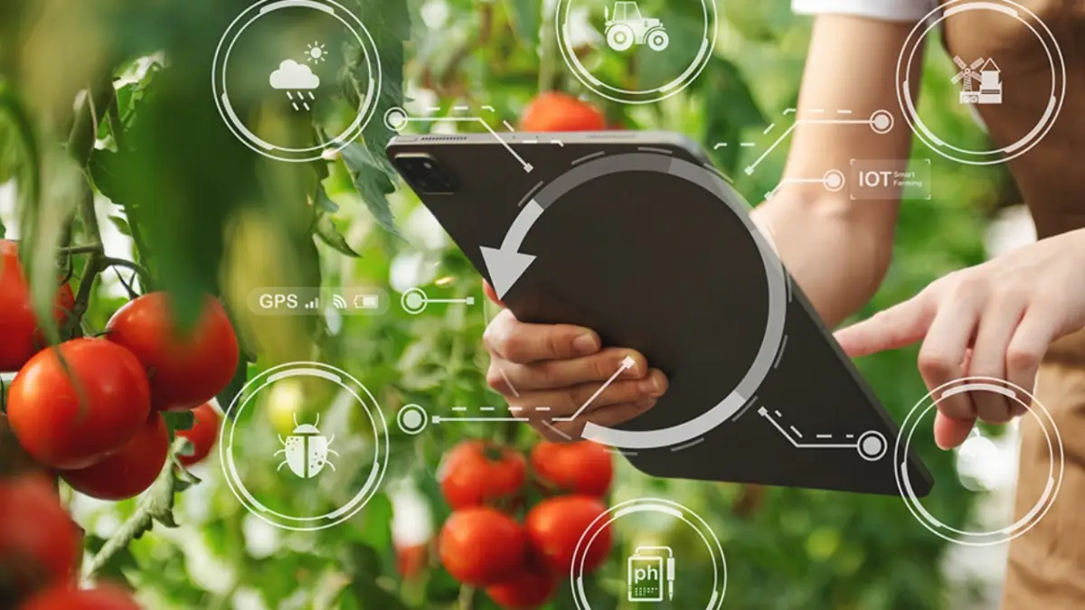 AgriDataKpi progetto pomodoro 2025