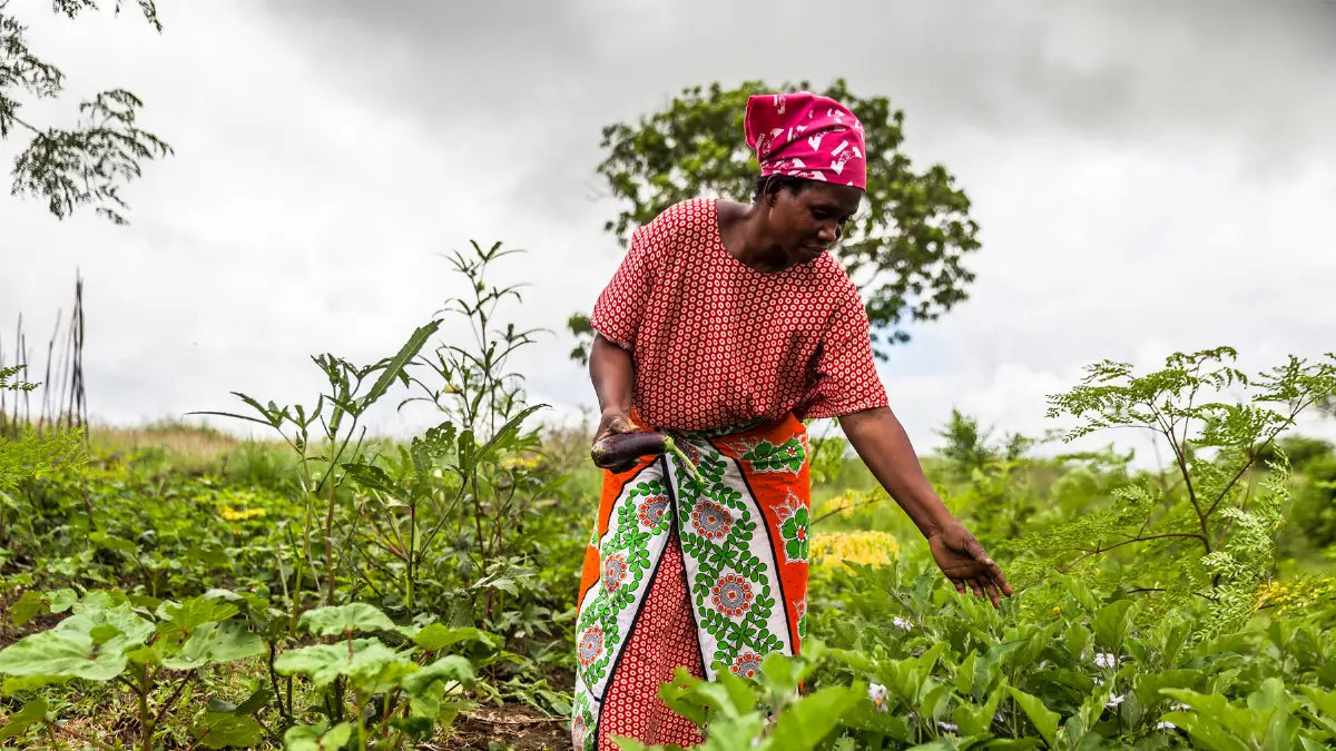 Donne africane in agricoltura