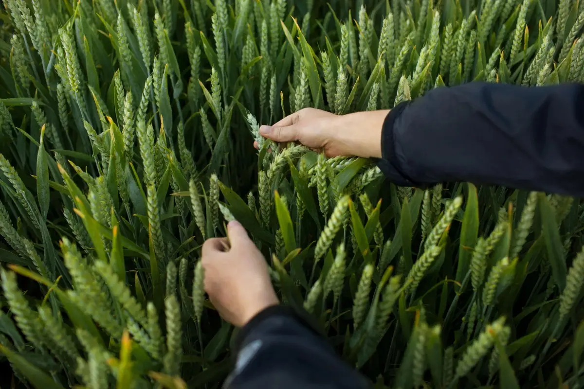 Cereali trattati con erbicidi Bayer