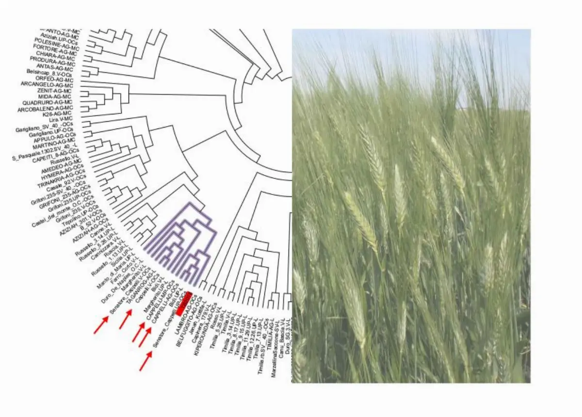 Il nuovo cultivar TB2018, grano duro sequenziato dall'Università stale Milano