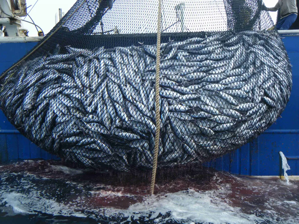 pesca