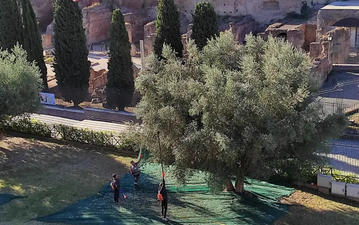 Raccolta delle olive, Parco del Colosseo, Roma