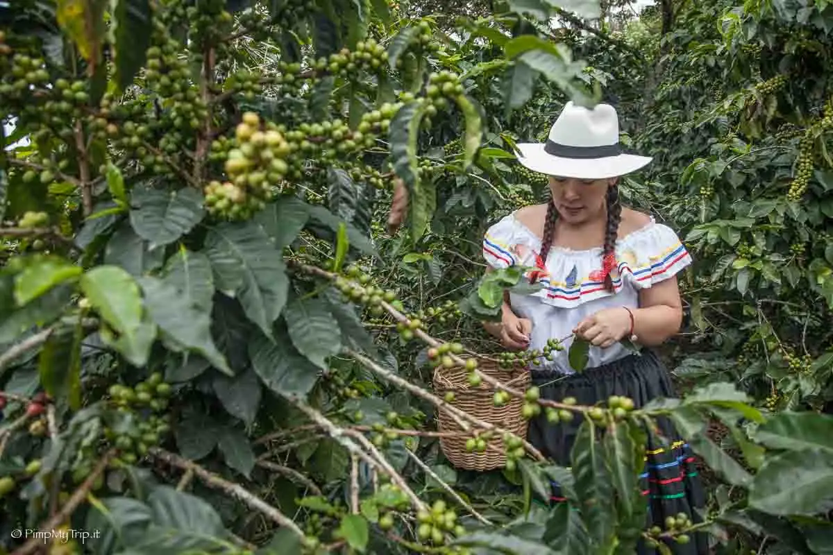 Raccolta del caffè in Colombia