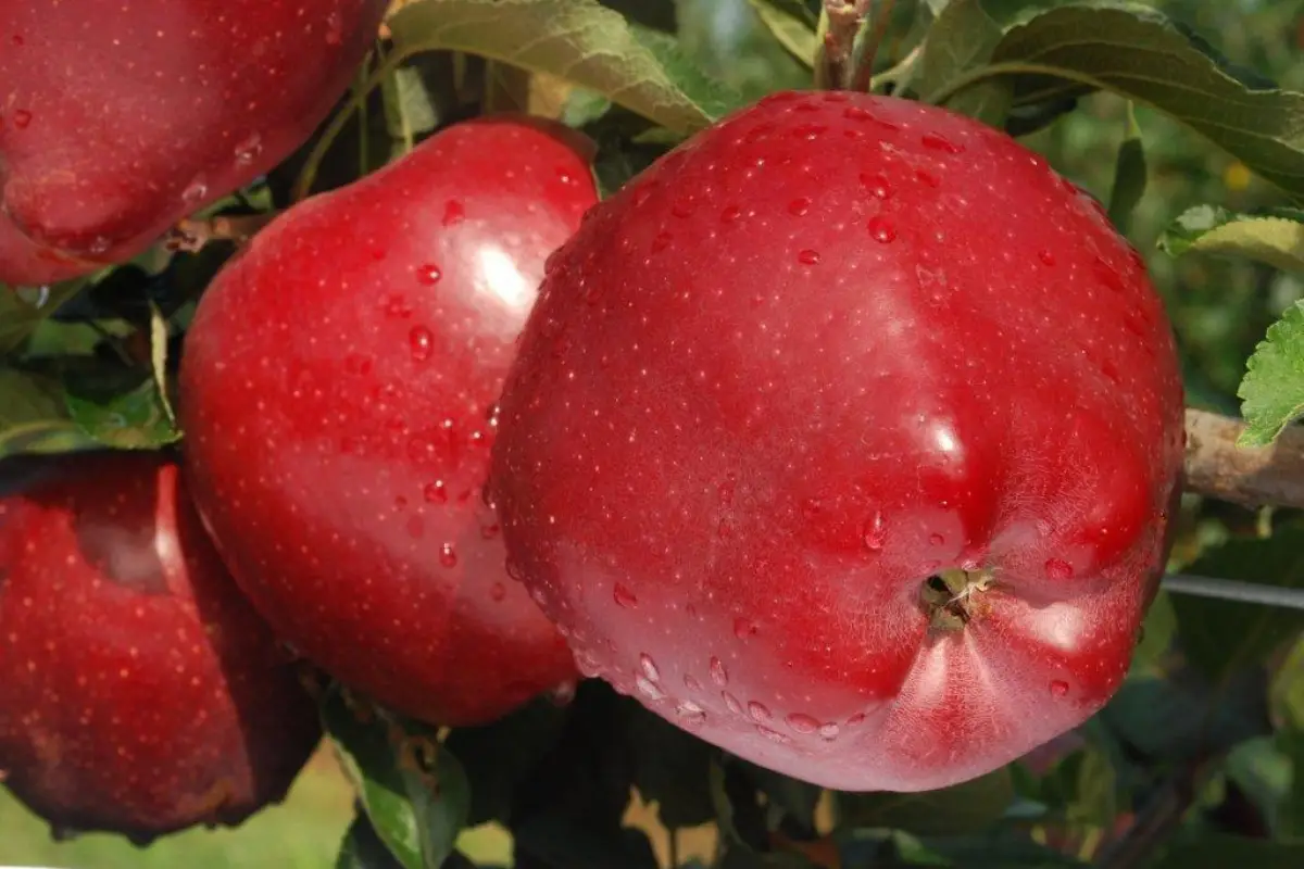 Mela Rossa Cuneo Igp