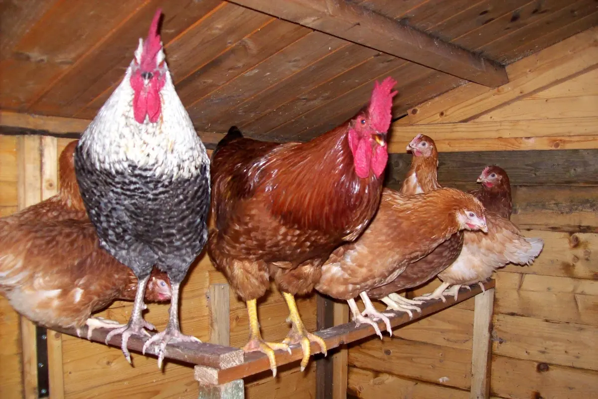 Pollaio