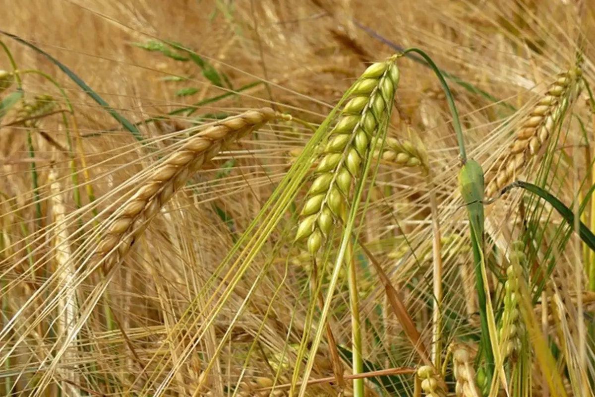 Orzo