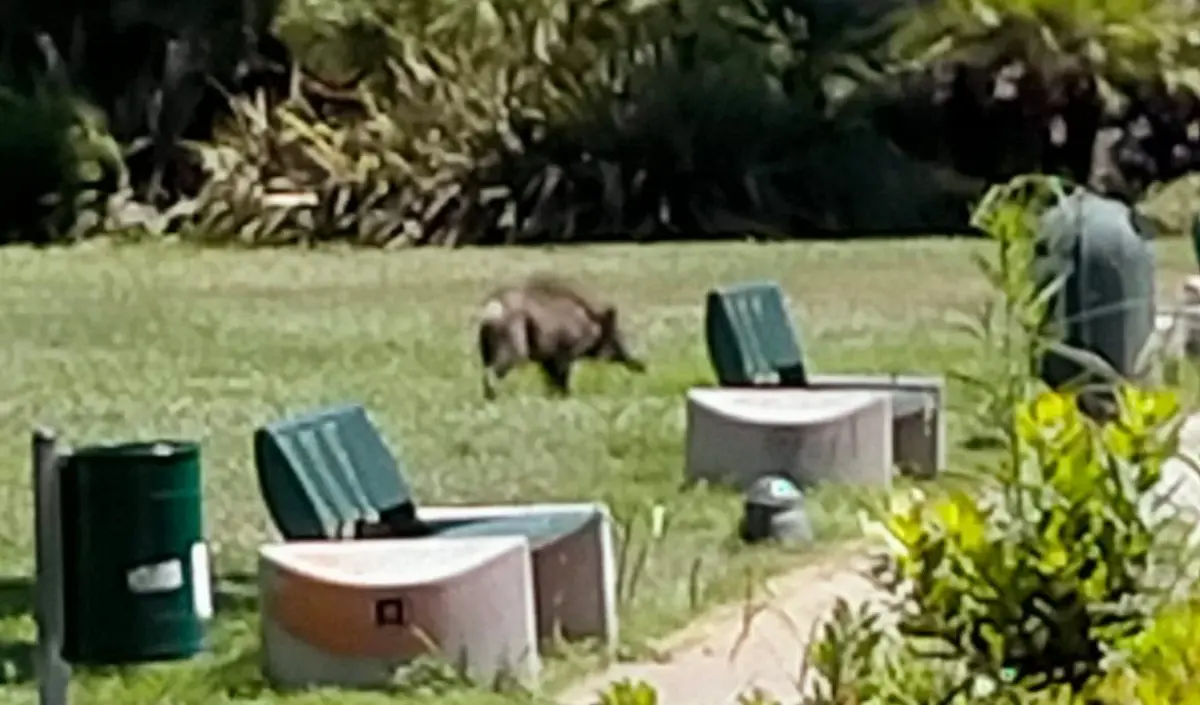 Un cinghiale al centro commerciale La Fiumara di Genova