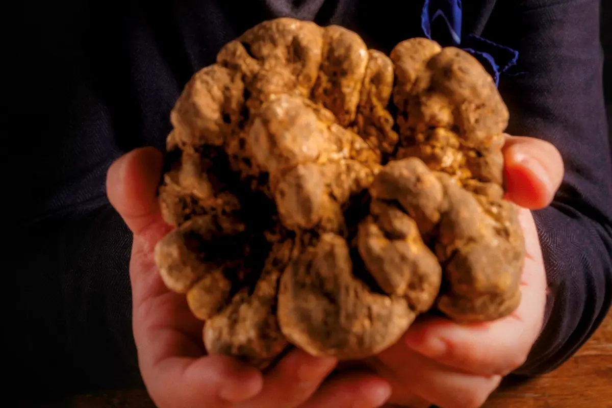 Tartufo