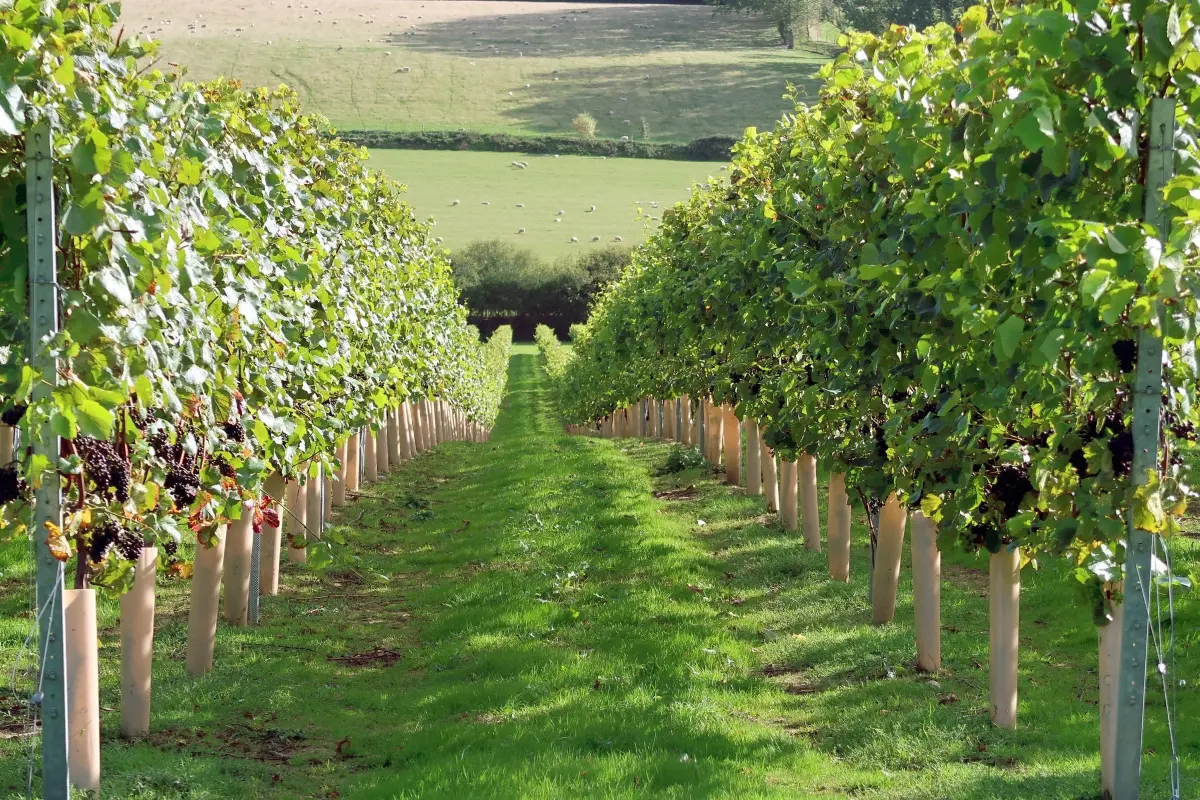 Vigneto nell'East Sussex