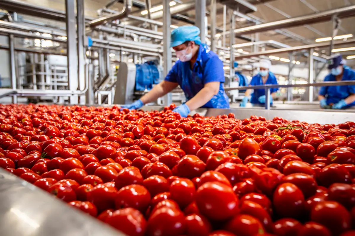 Pomodoro da industria, Conserve Italia