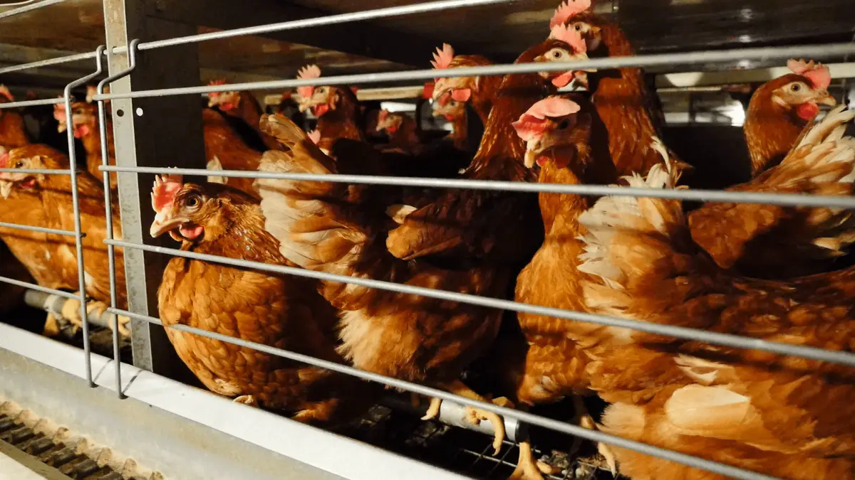 La Svezia dice basta alle galline allevate in gabbia