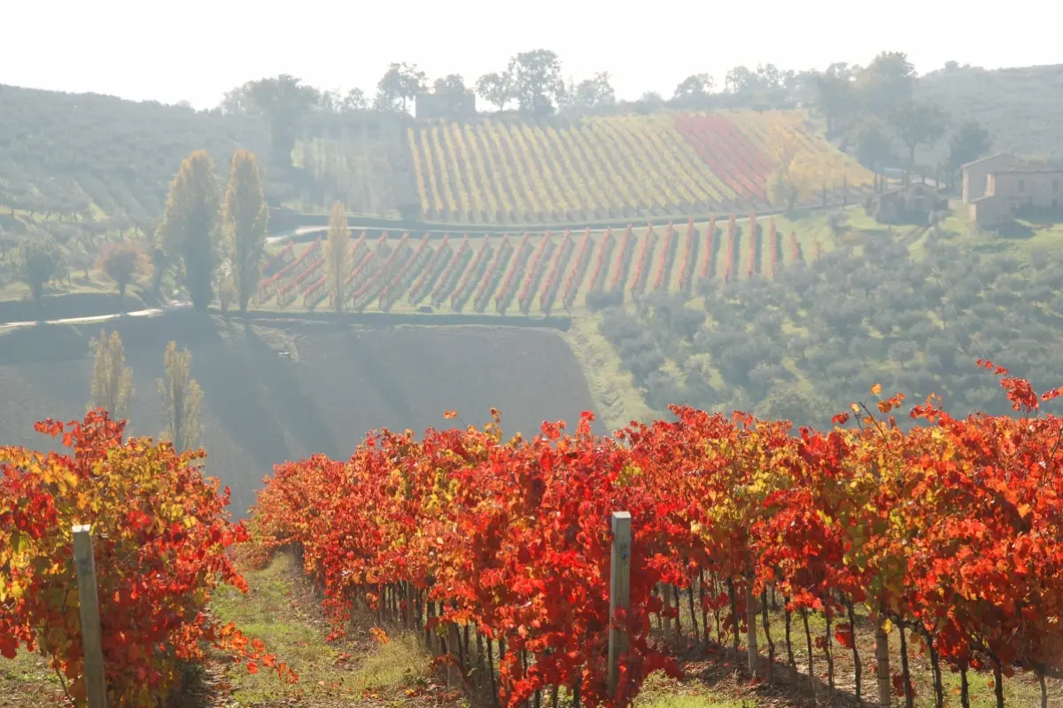 Vigneti del Sagrantino in Umbria