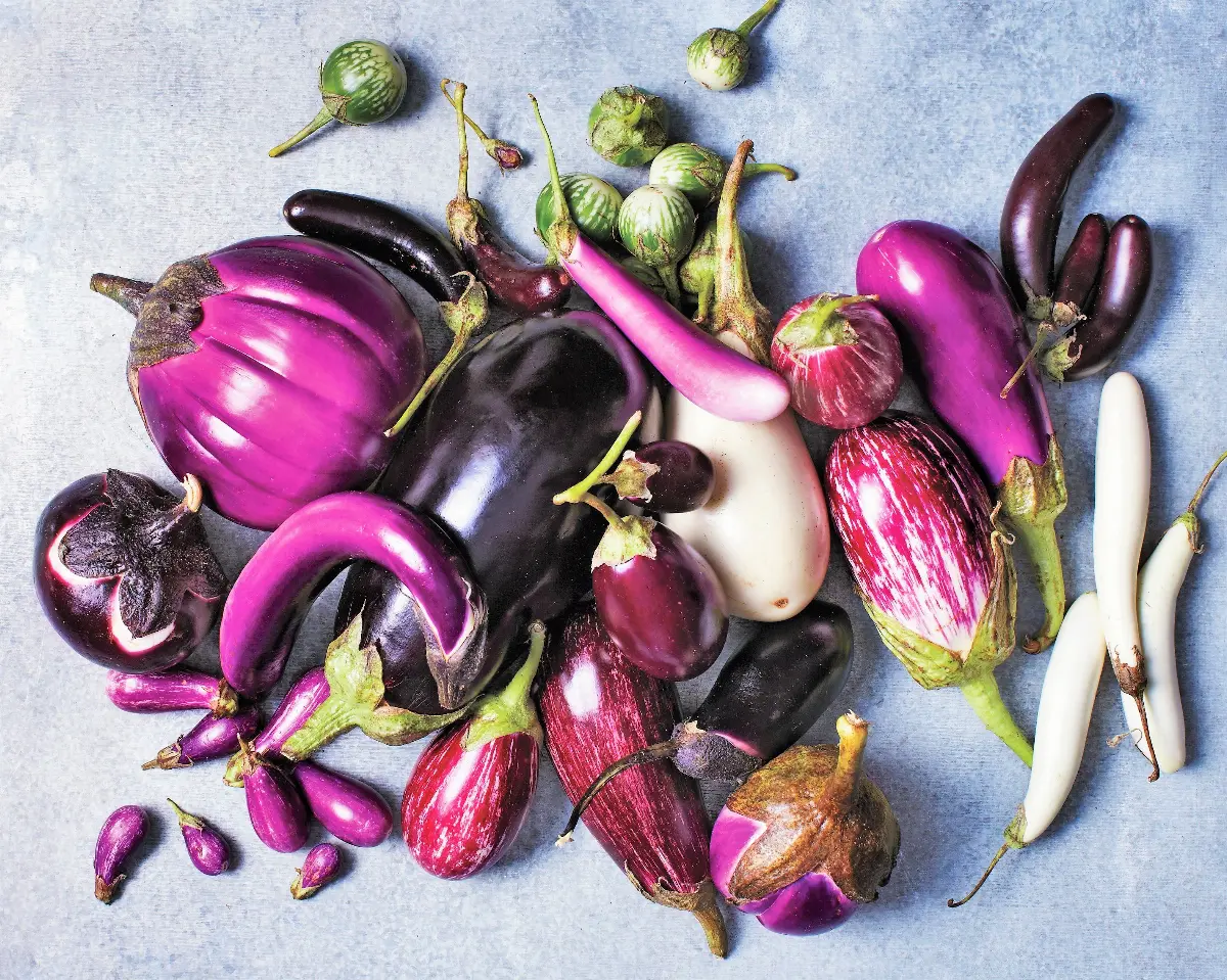 Varietà di melanzane