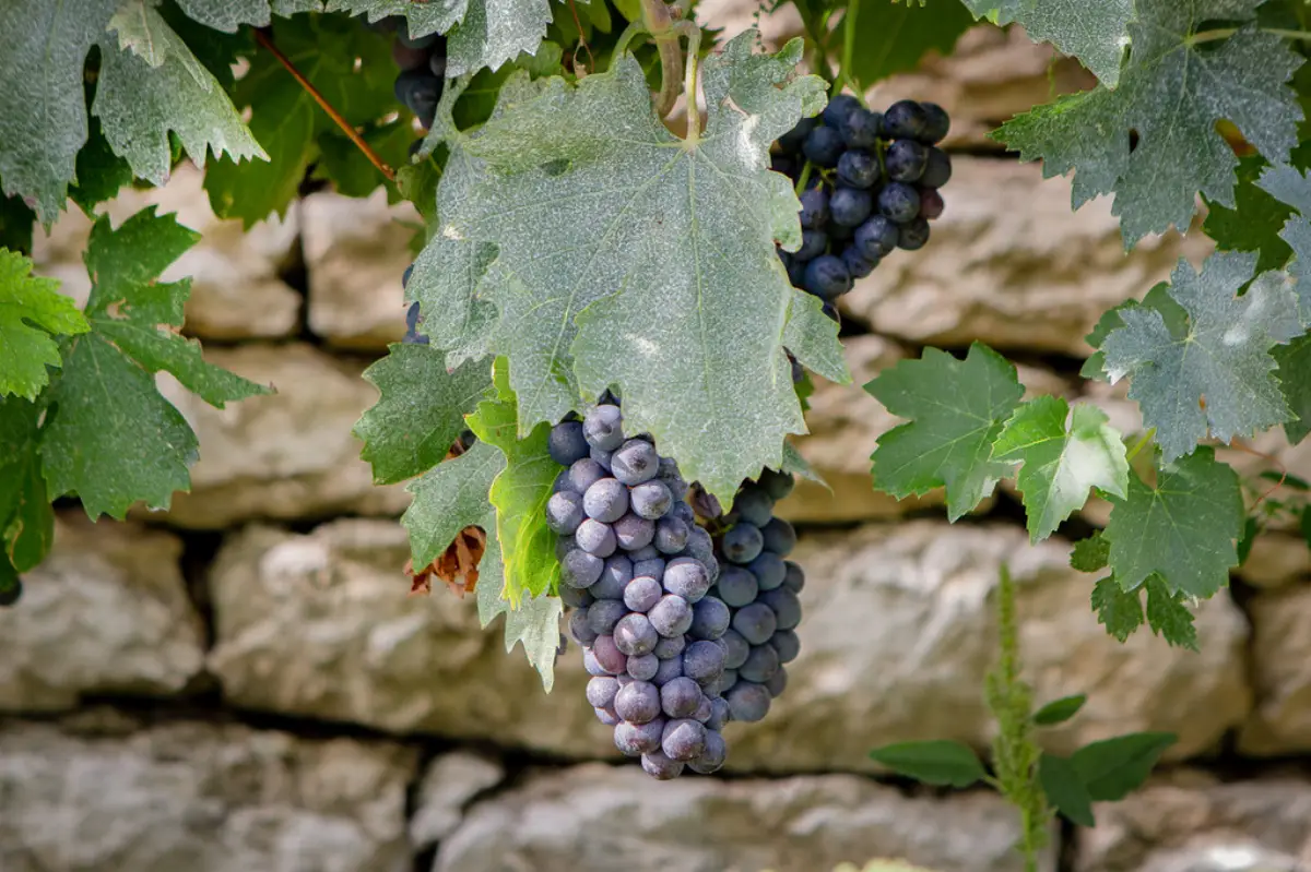 Recioto della Valpolicella nuovo presidio Slow Food