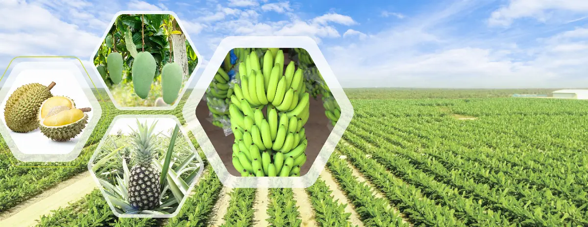 Thaco Agri Vietnam