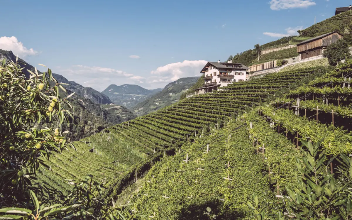 Val d'isarco, vigneti
