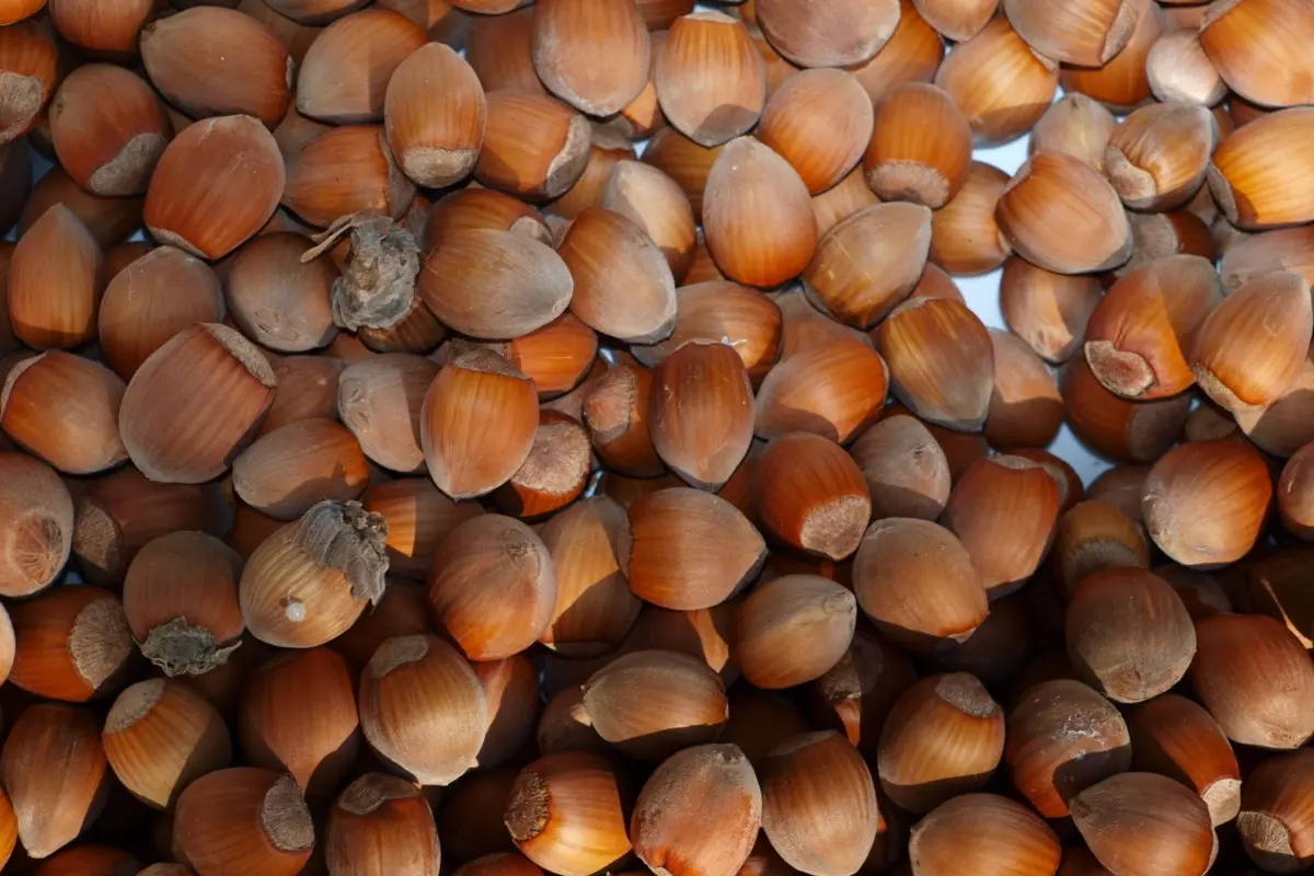 Nocciole