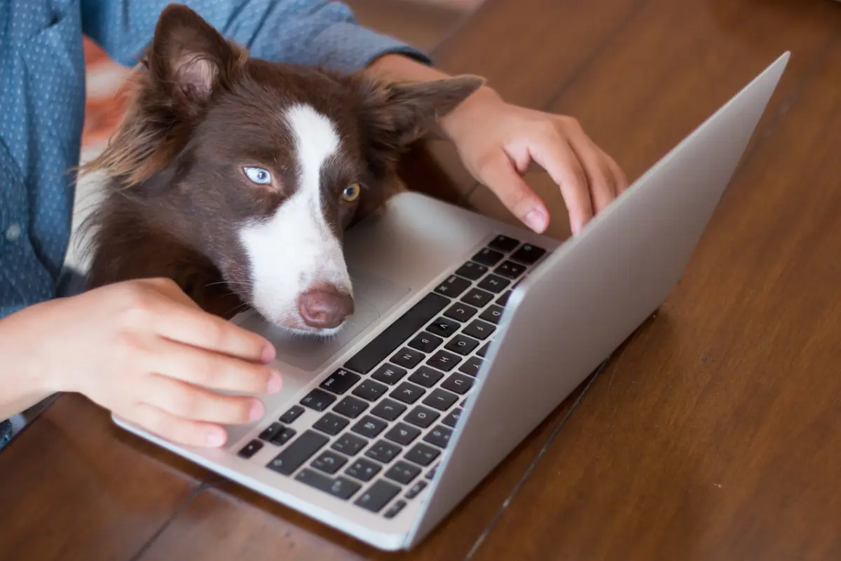 Sale l'e-commerce di pet food