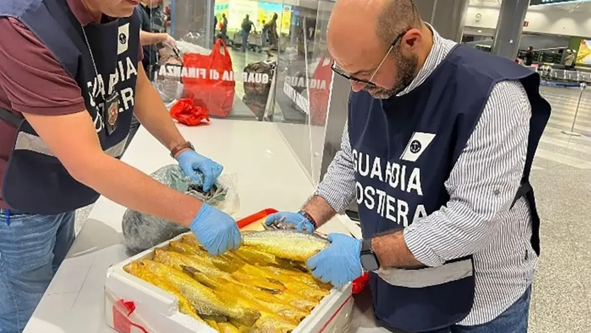 La Guardi costiera di Genova sequestra 650 chili di pesce all'aeroporto di Malpensa 12 giugno 2025