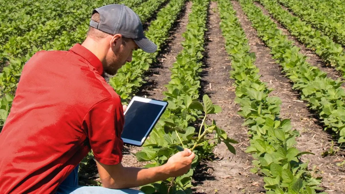 agronomo