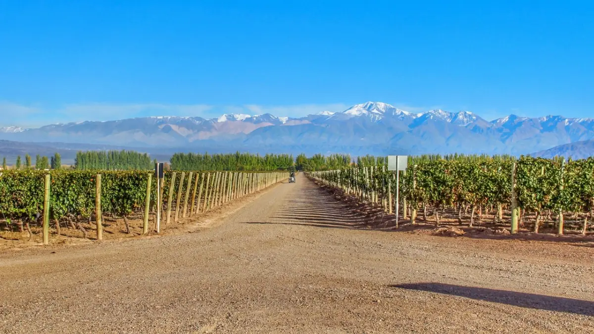 Vigneti nei pressi di Mendoza (Argentina)