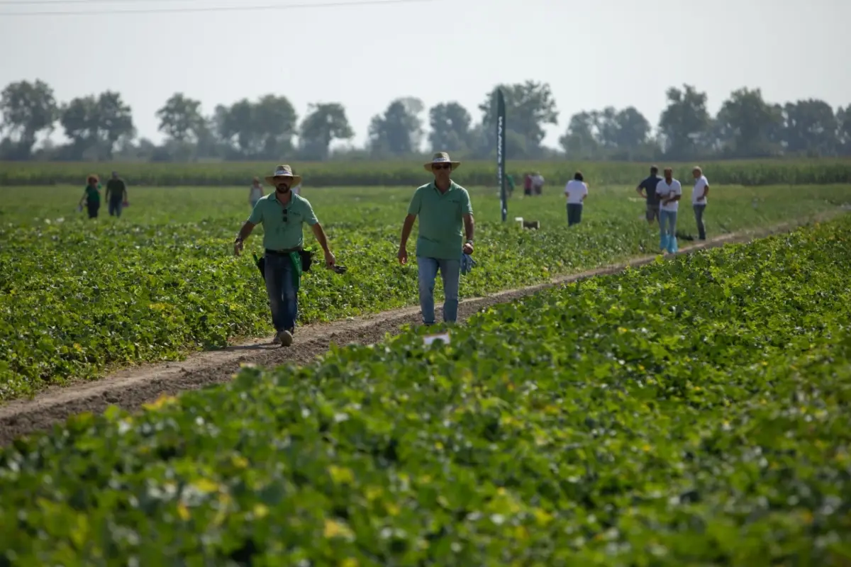 Terreno coltivato a meloni
