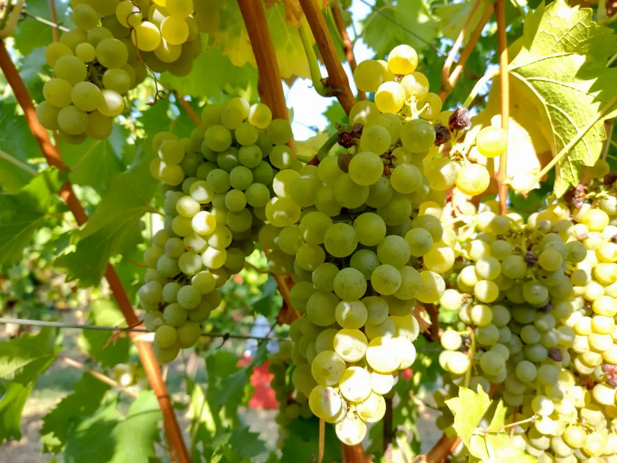 Progetto Enochar Grappolo di Sauvignon Kretos
