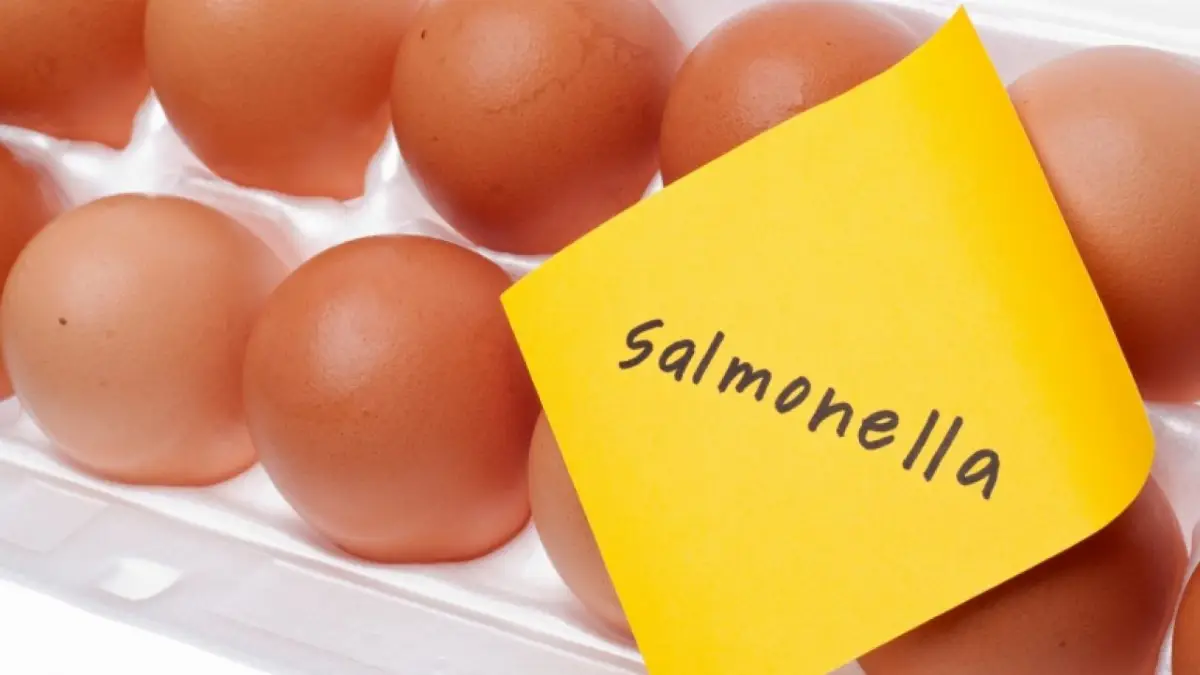 Salmonella nelle uova nuovi richiami di lotti nel Salento