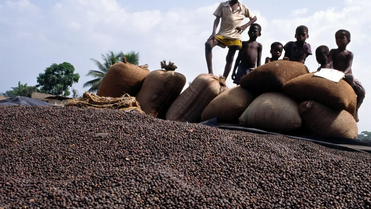 Lavoro minorile in piantagione di cacao