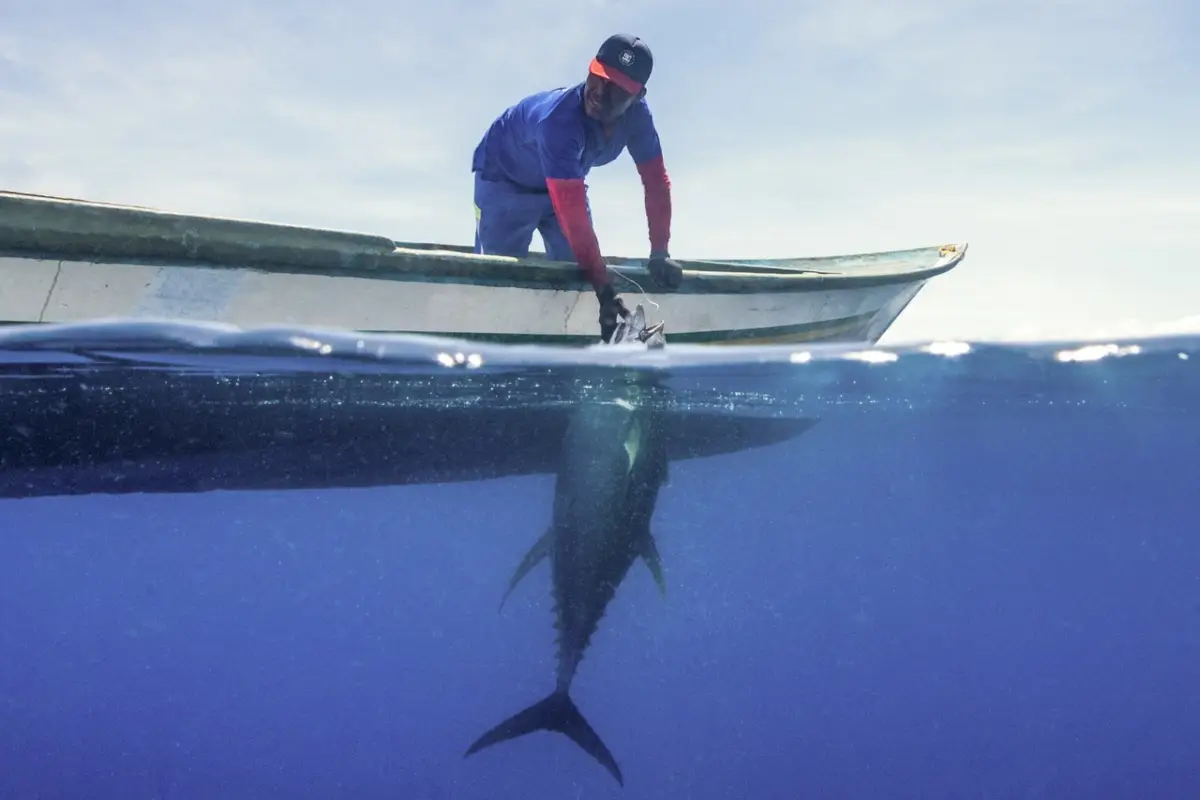 Pesca tonno