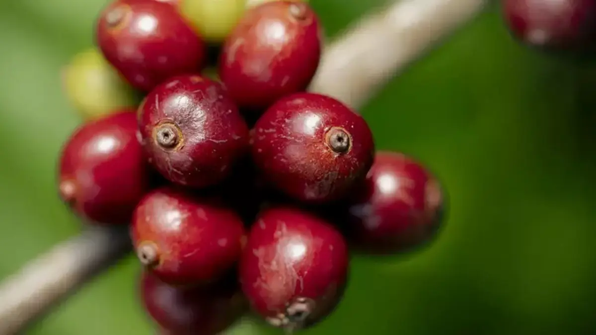 Pianta di caffè