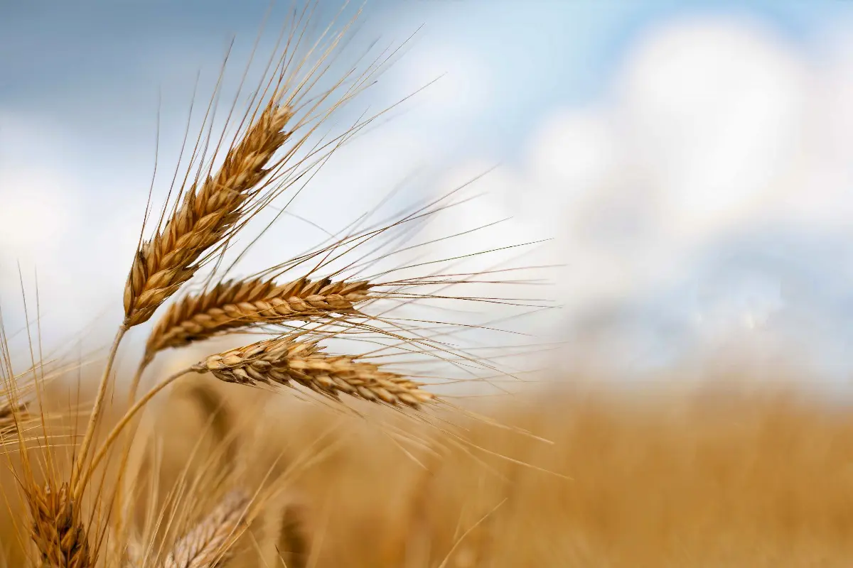 Spighe di grano