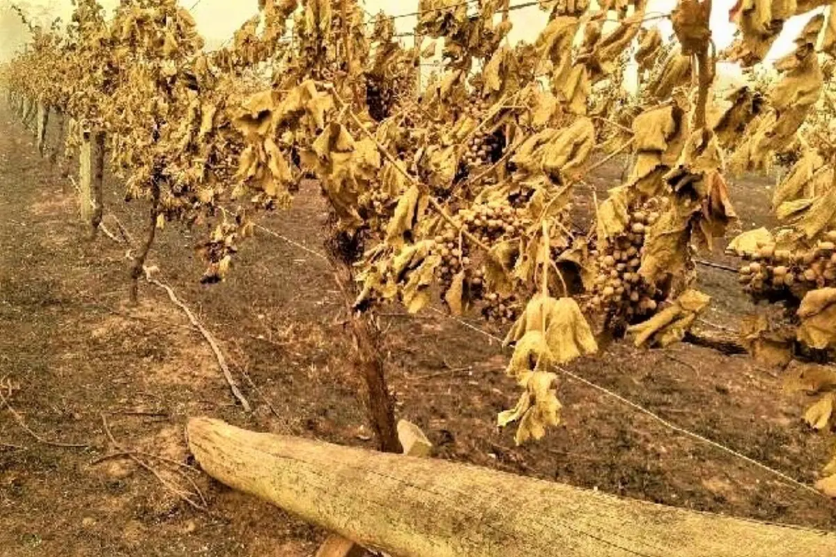 Vigne riarse o bruciate dopo la black summer in Australia