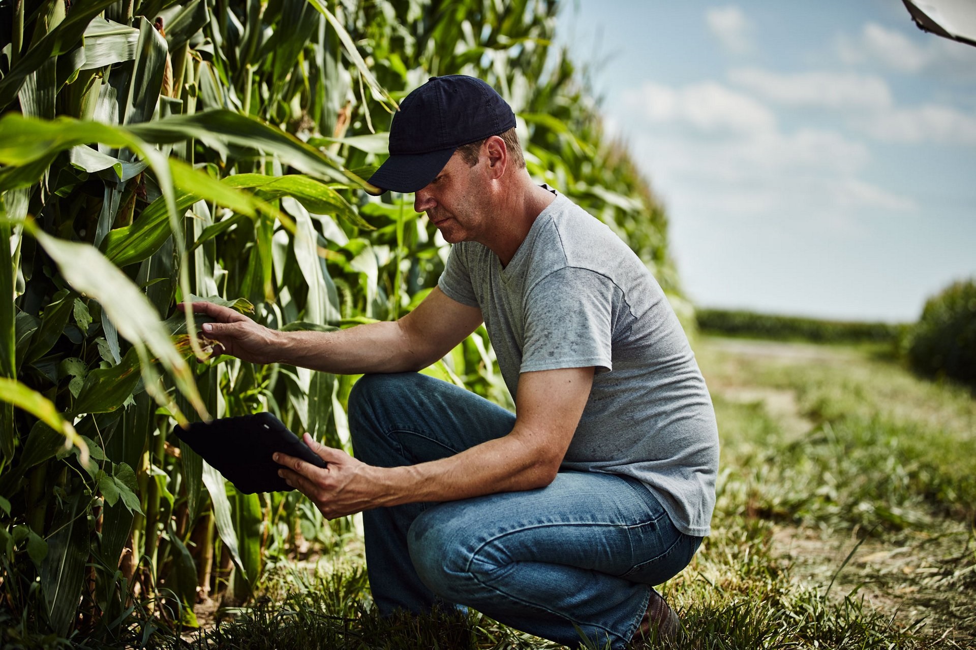 Airbus and Climate join forces to empower farmers with reliable satellite imagery