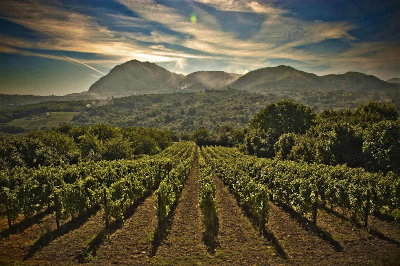 Vitigni Irpini, il progetto di adozione a distanza di Taurasi, Fiano di Avellino e Greco di Tufo