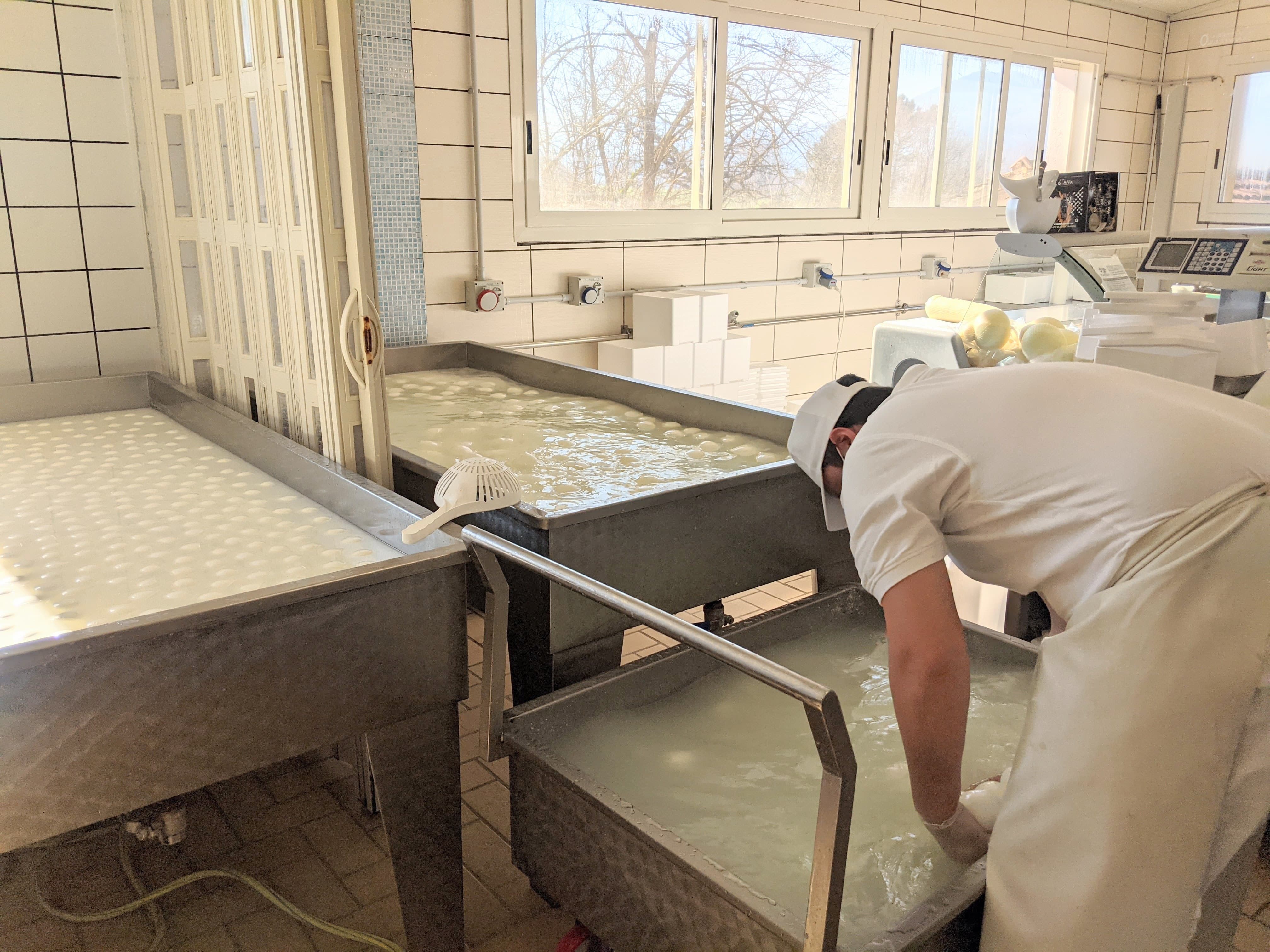 Produzione mozzarelle di bufala all'interno di uno dei casari appartenenti al Consorzio Tutela Mozzarella di Bufala Campana DOP