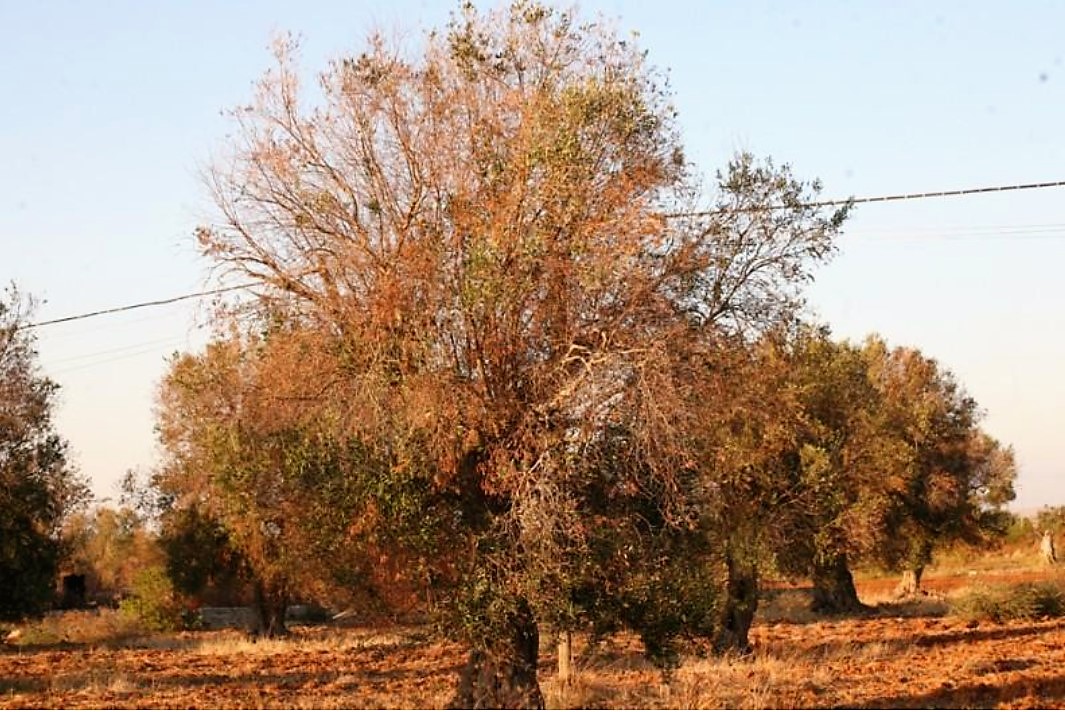 Ulivo colpito da Xylella fastidiosa: il disseccamento progressivo porterà ben presto alla morte completa della pianta