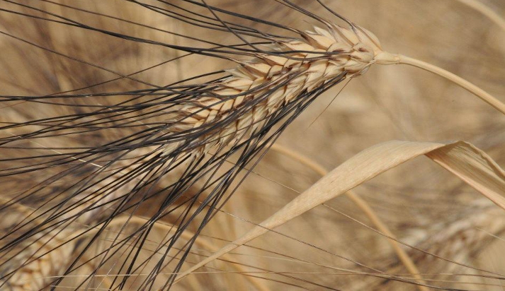 Il grano duro del senatore Cappelli