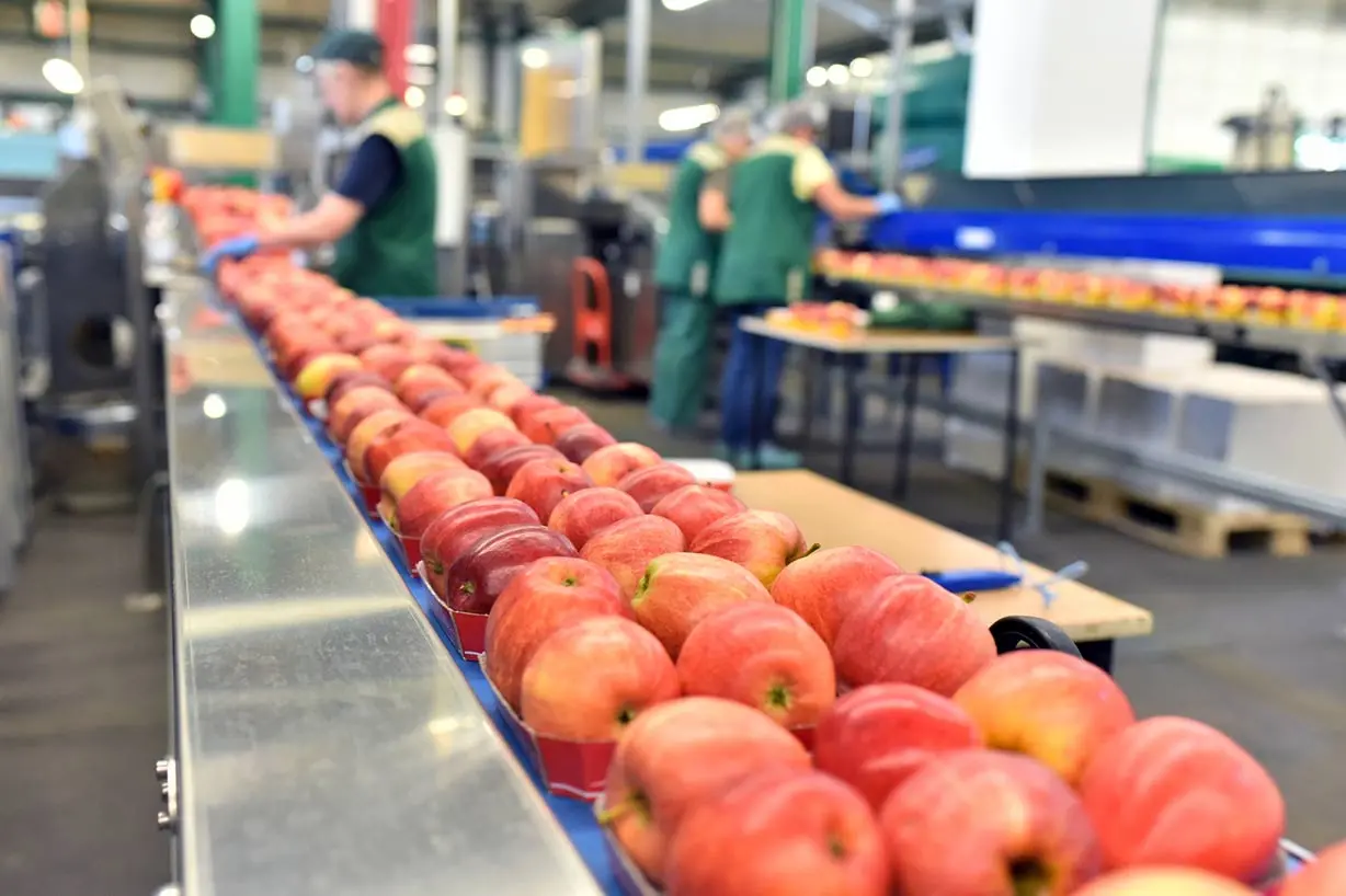 Catena di confezionamento mele all'interno di un'industria agroalimentare