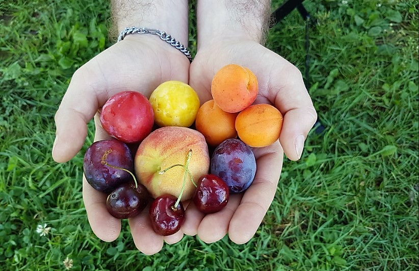 frutta: i Sigilli di campagna Amica in difesa dei prodotti in via di estinzione