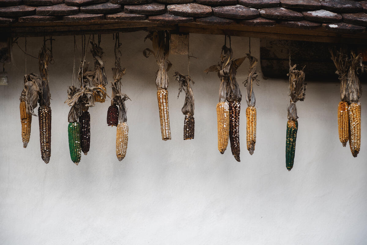 Essiccazione del mais in una fattoria sperimentale in Serbia