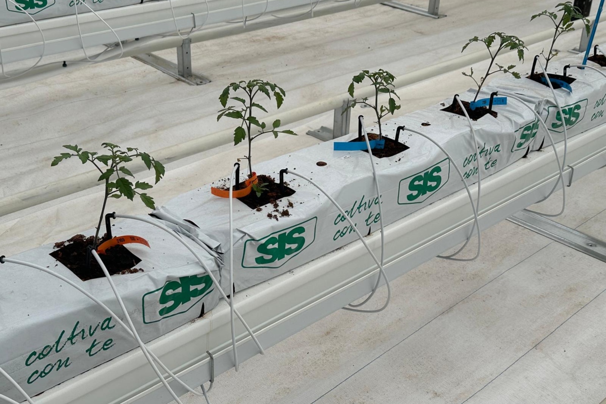 Piante di pomodoro coltivate presso il Centro Ricerche Bayer di Borgo Sabotino (LT)