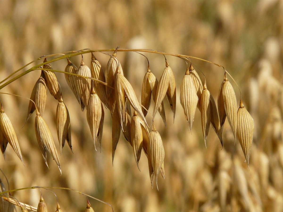 Negli ultimi 12 mesi in Italia si è segnato un +8,6% delle vendite di avena