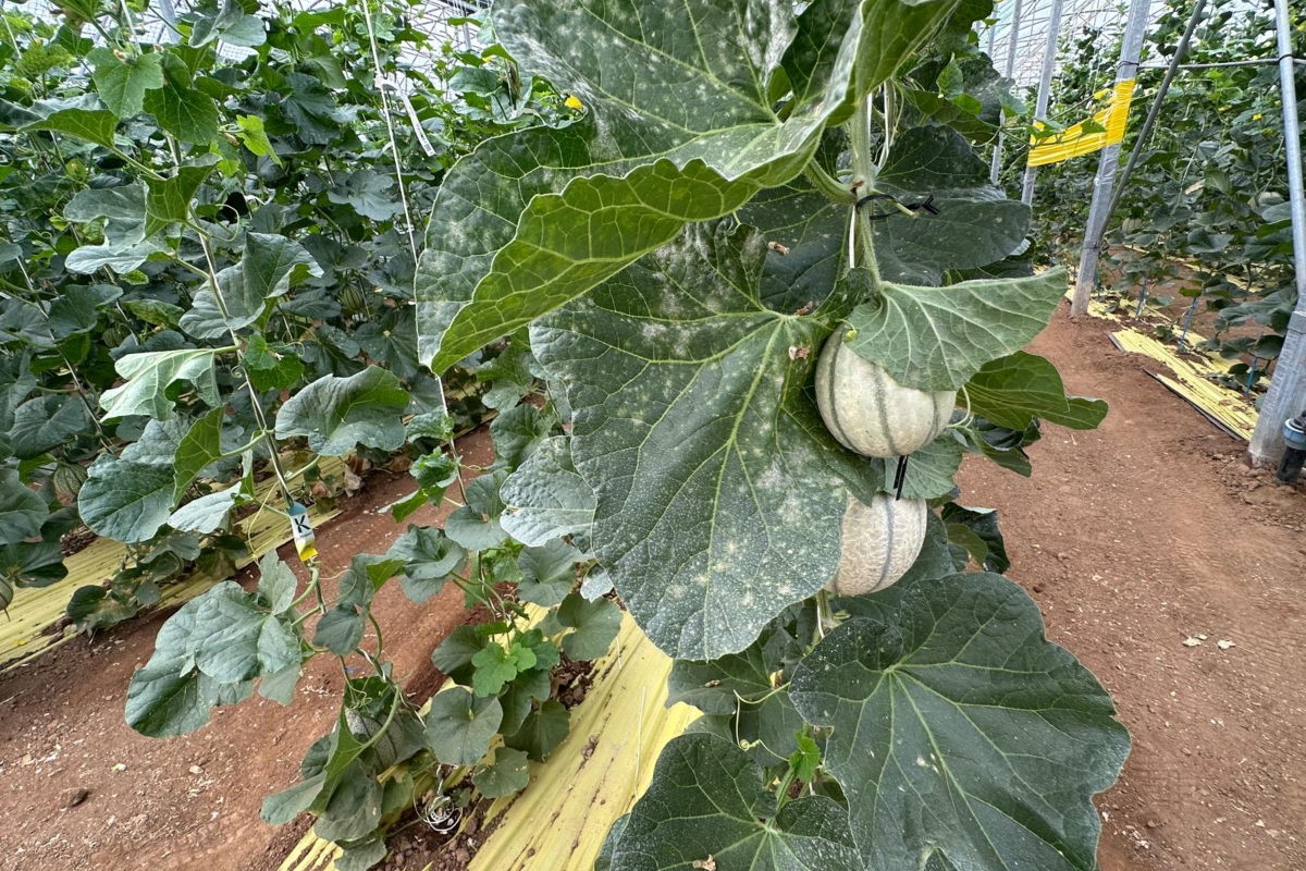 Meloni coltivati presso le serre high-tech del Centro Ricerche Bayer di Borgo Sabotino (LT)